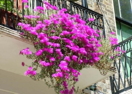 plantes-balcon-fleurs-retombantes-rose plantes balcon