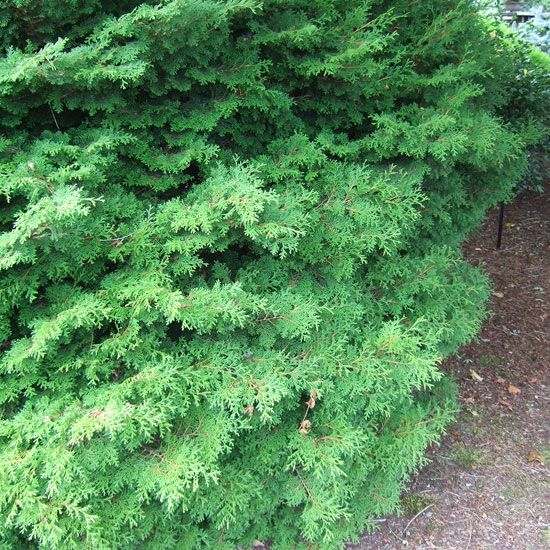 plantes-balcon-genévrier écailleux-cyprès-Japon-vert