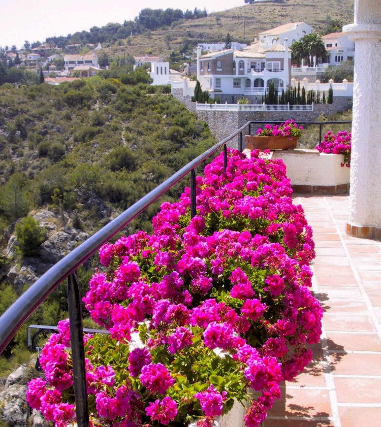 plantes-balcon-géraniums-rose