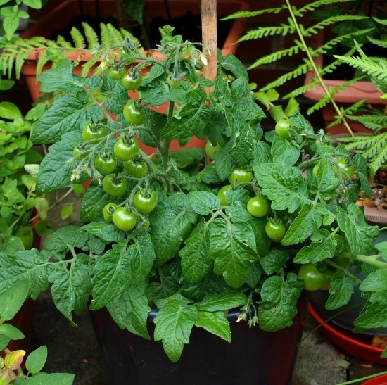 plantes-balcon-tomates-vertes plantes balcon