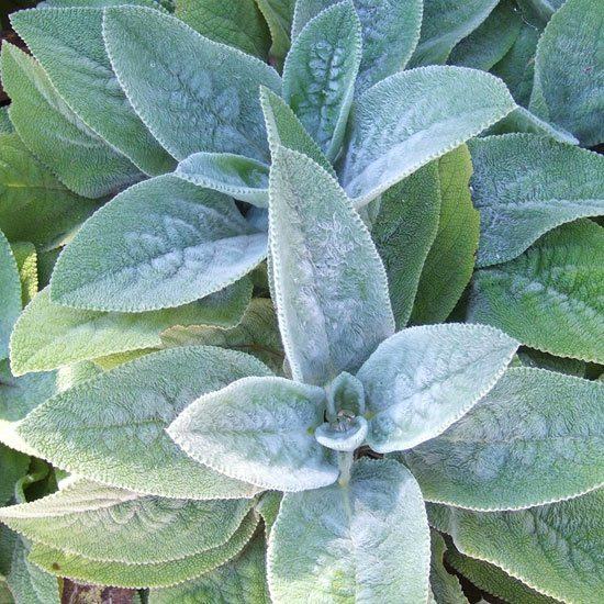 plantes-balcon-épiaire-laineuse