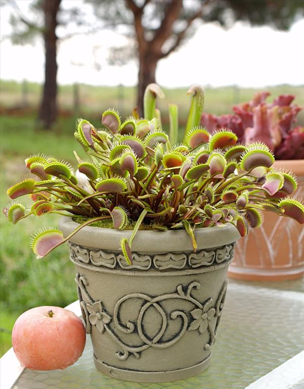 plantes carnivores Dionaea muscipula feuilles mâchoires