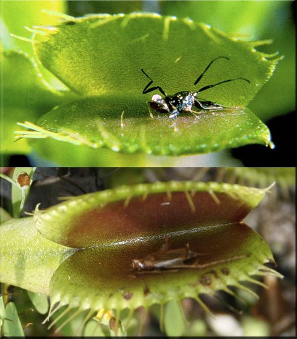 plantes-carnivores-Dionaea-muscipula-insecte