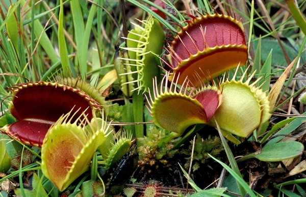 plantes-carnivores-Dionaea-muscipula-piège-actif