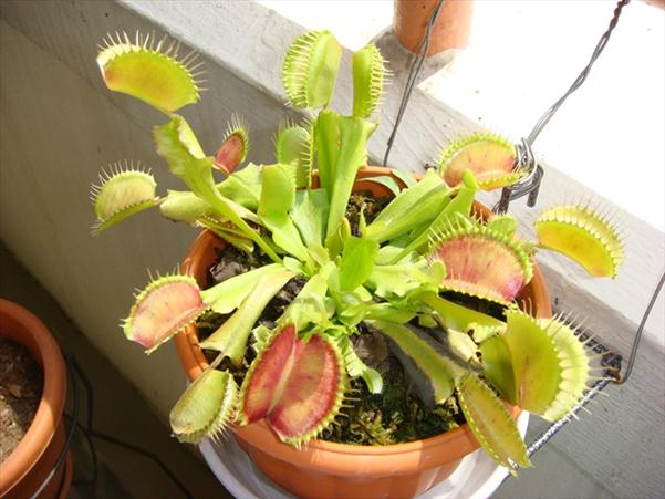 plantes carnivores Dionaea muscipula pot mâchoires