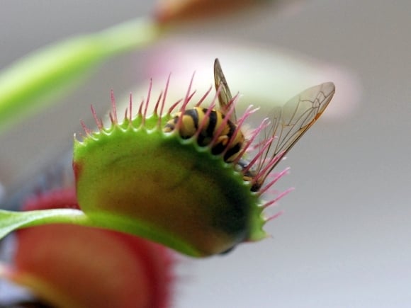 plantes-carnivores-Dionaea-résoudre-problème-insectes