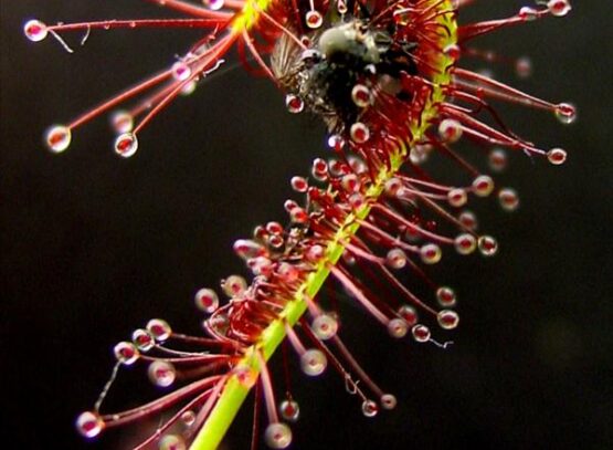 plantes carnivores Drosera rotundifolia présente Europe