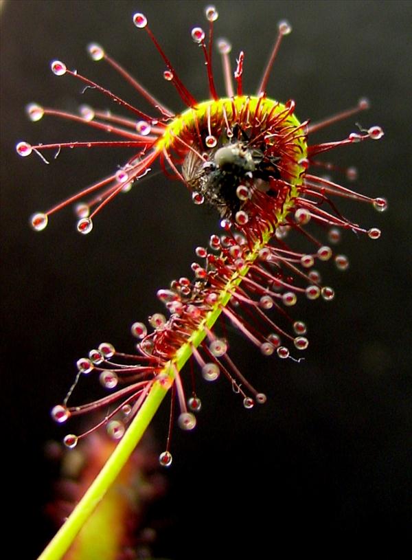 plantes carnivores Drosera rotundifolia présente Europe