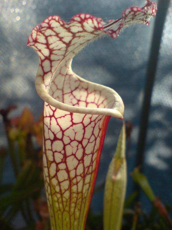 plantes carnivores Nepenthes vogelii blanche-nervure-rouge