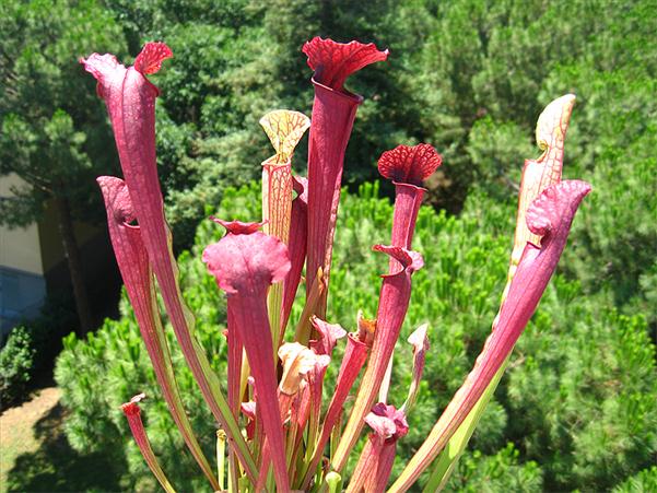 plantes-carnivores-Sarracenia-piège-passif-feuilles-modifiées