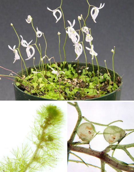 plantes carnivores Utricularia pièges racinaires