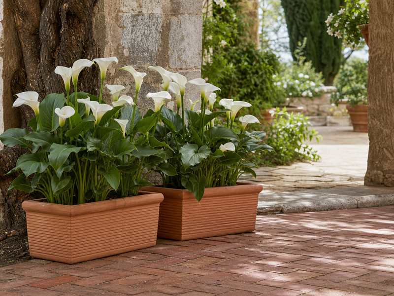 jardinières-extérieures-terre-cuite-callas-blancs