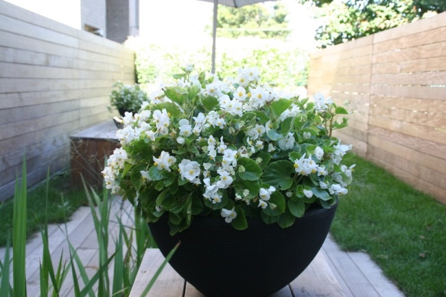 pot à fleur extérieur noir-design-moderne-bégonia-blanc