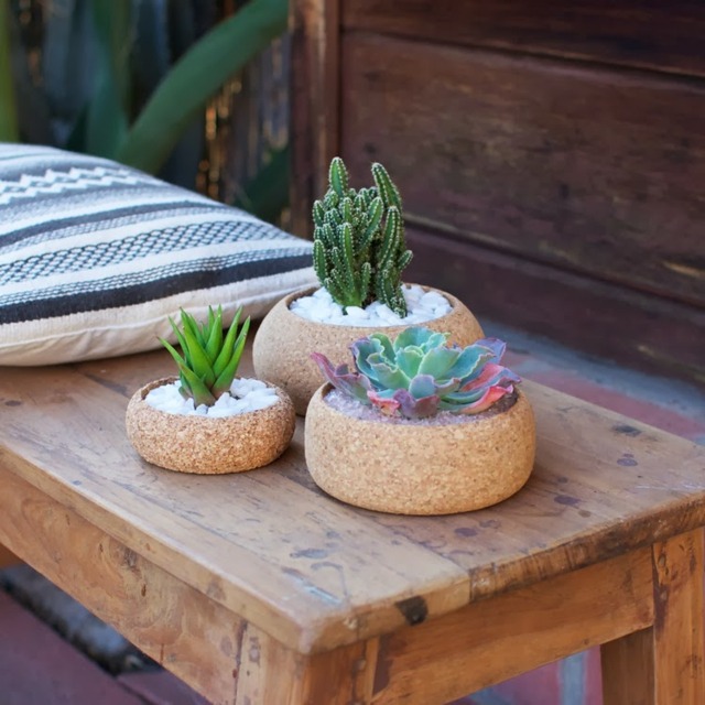 pots pour plantes liège-cactus-plantes-succulentes