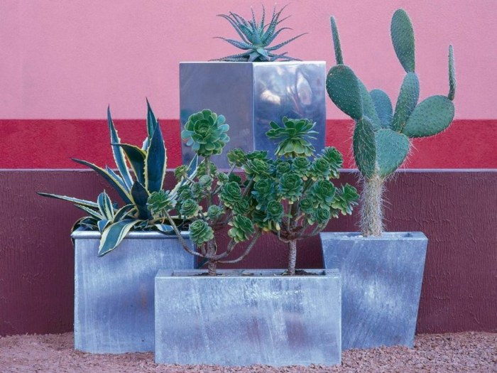 aménagement-jardin-cactus-plantes-succulentes