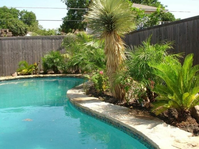 aménagement-jardin-piscine-forme-rein-palmiers