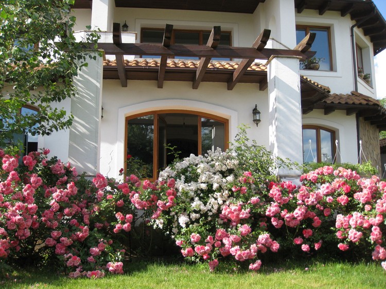 aménagement-petit-jardin-géraniums-flerus-roses-blanches