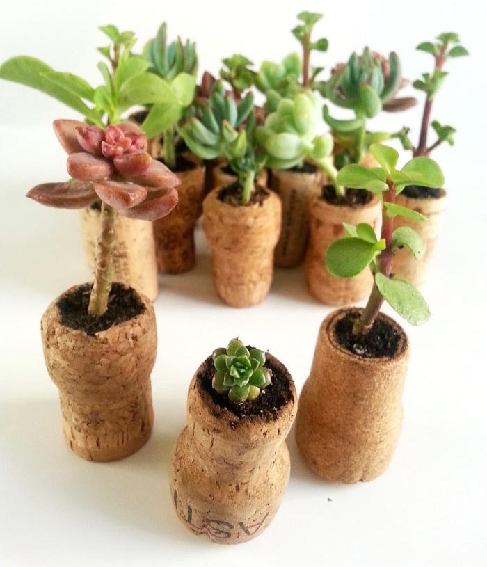 bouchon de liège plantes-succulentes-idée-bricolage-facile