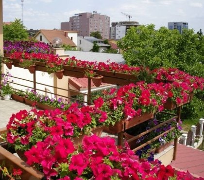 brise-vue-balcon-petunias-jardiniere-bois