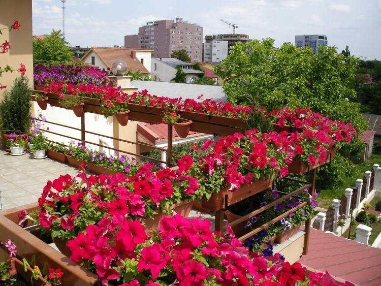 brise-vue balcon petunias-jardiniere-bois