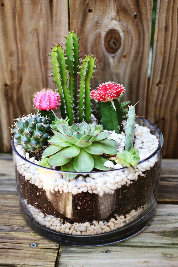 decoration-jardin-arrangement-succulentes-cactus