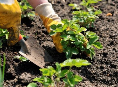 entretien-jardin-ameliorer-sol-fraises