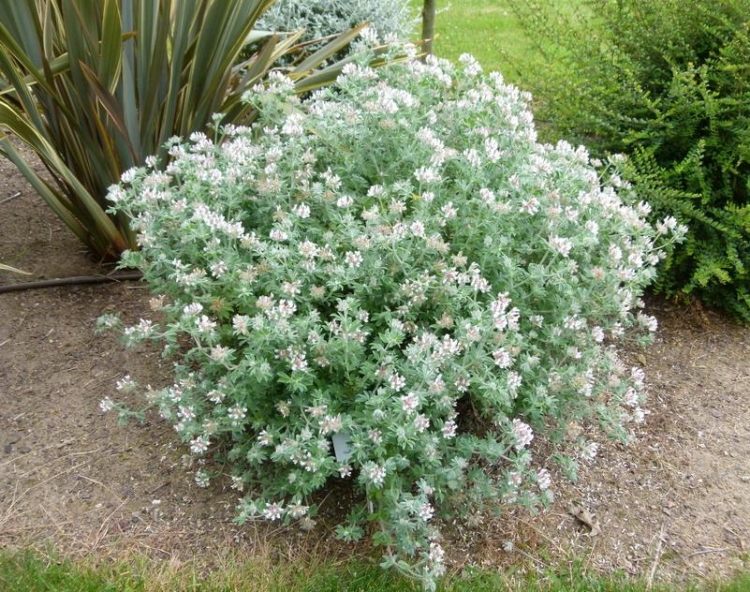 entretien-jardin facile Dorycnium hirsutum résistant maladies sol pauvre