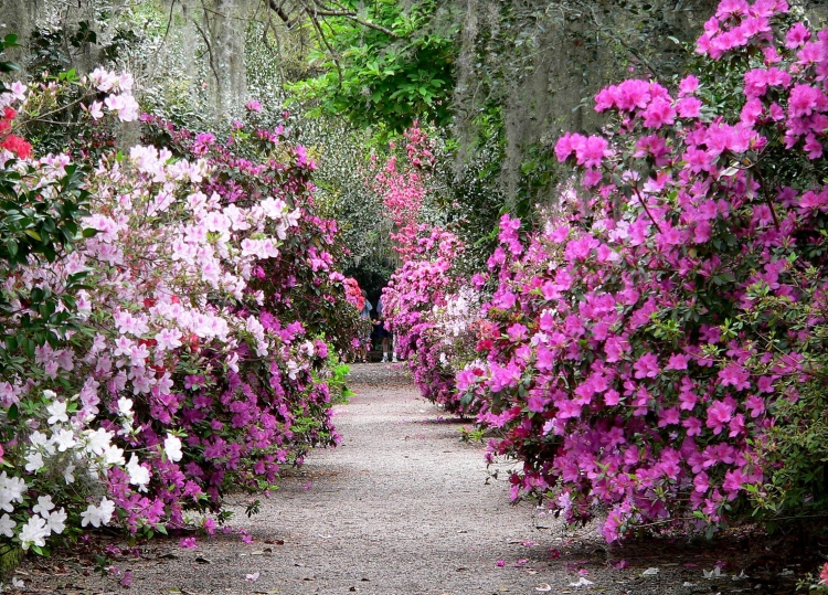 entretien de jardin facile magnolias-sans-taille-côtés-allée