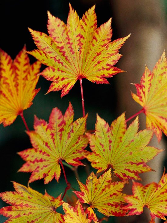 erable-Japon-Autumn-Moon-feuilles-vertes-bords-rouges