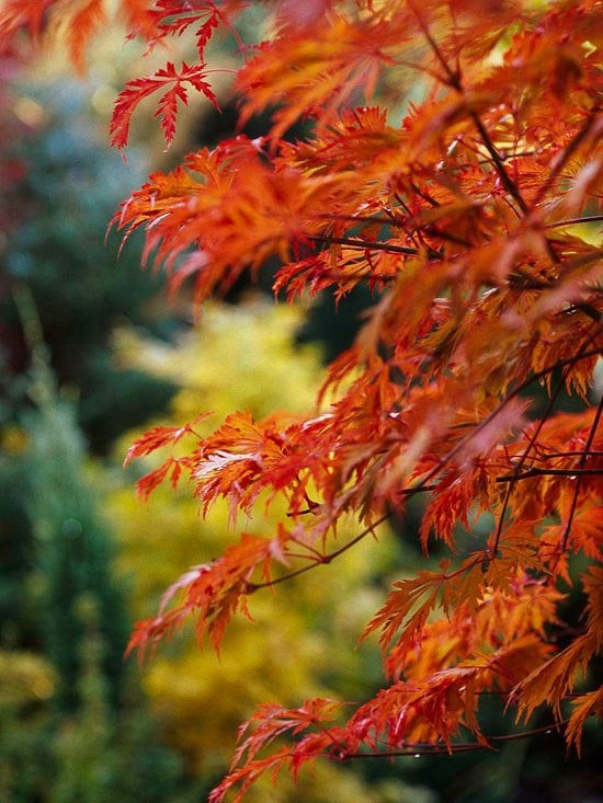erable-Japon-Bloodgood-feuilles-rouges