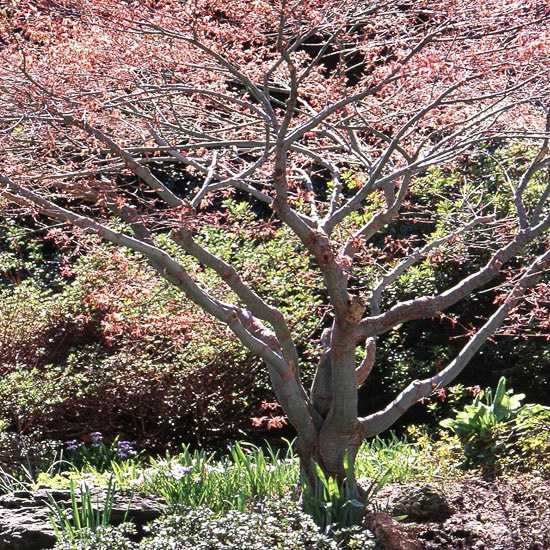 erable-Japon-Caperci-Dwarf-grand-jardin
