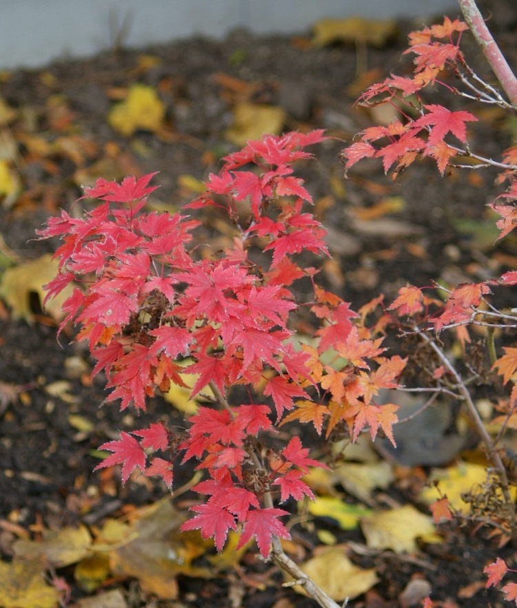 erable-Japon-Coonara-Pygmy-feuilles-rouges-orange