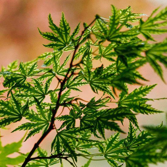 erable-Japon-Higasayama-feuilles-vertes-originales 