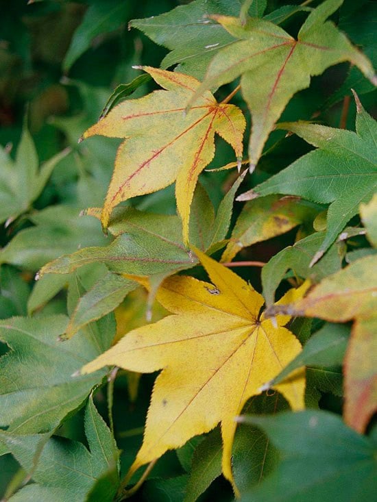 erable-Japon-Hogyoku-feuilles-jaunes-vertes1 érable du Japon