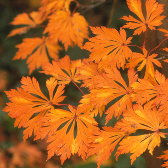 erable-Japon-Maiku-Jaku-feuilles-orange-originales érable du Japon