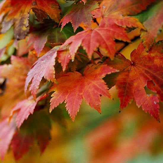 erable-Japon-Vitifolium-feuilles-rouges érable du Japon