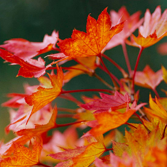 erable-Japon-feuilles-rouge-orange-Golden-Fullmoon