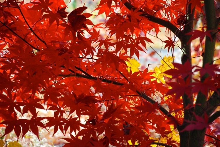 erable-Japon-feuilles-rouges-jaunes-belles érable du Japon
