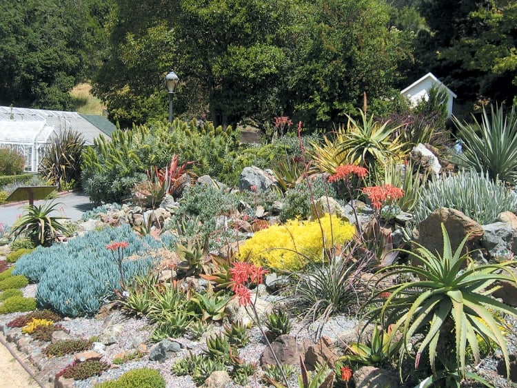 espèces plantes succulentes jardin rocaille moderne