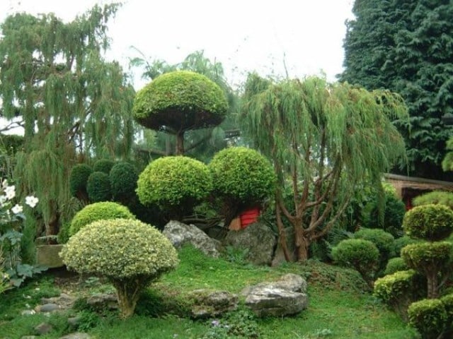 jardin-Feng-Shui-plantes-espace-vertical