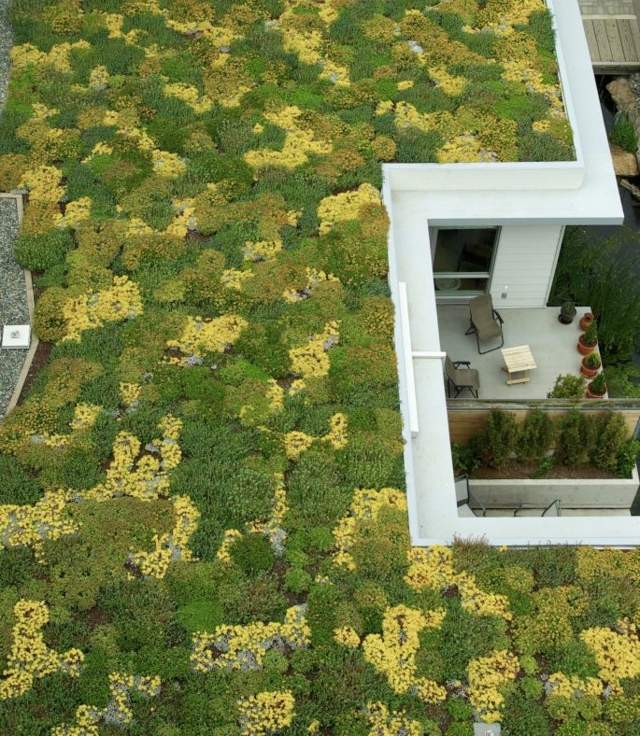 jardin-en-ville-toit-terrasse-vegetation