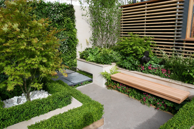 jardin moderne -érable-japon-bordure-buis-mur-végétalisé