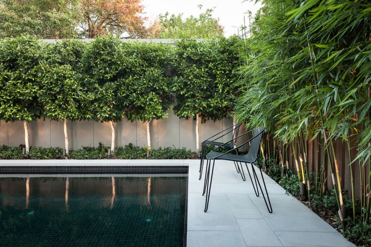 jardin-moderne-tendances-fruitiers-bambou-piscine