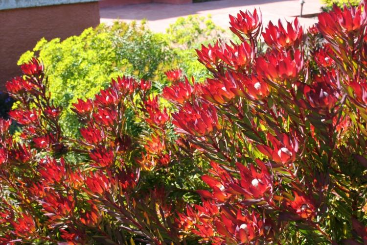 jardin-méditerranéen-bergamotier-fleurs-rouges