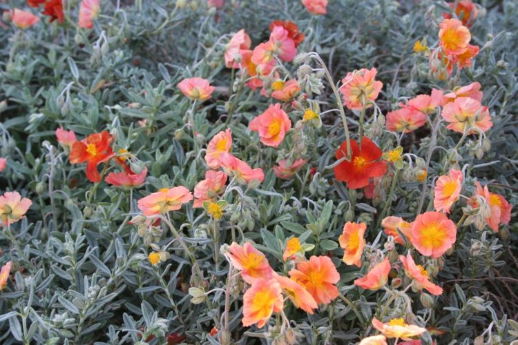 jardin-méditerranéen-fleurs-mimulus-orange