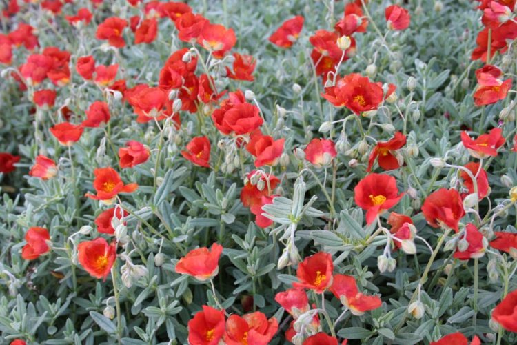 jardin-méditerranéen-fleurs-rouges-cistacées jardin méditerranéen