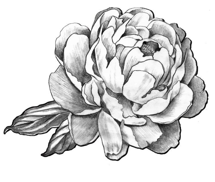modele-tatouage-fleur-rose modèle de tatouage