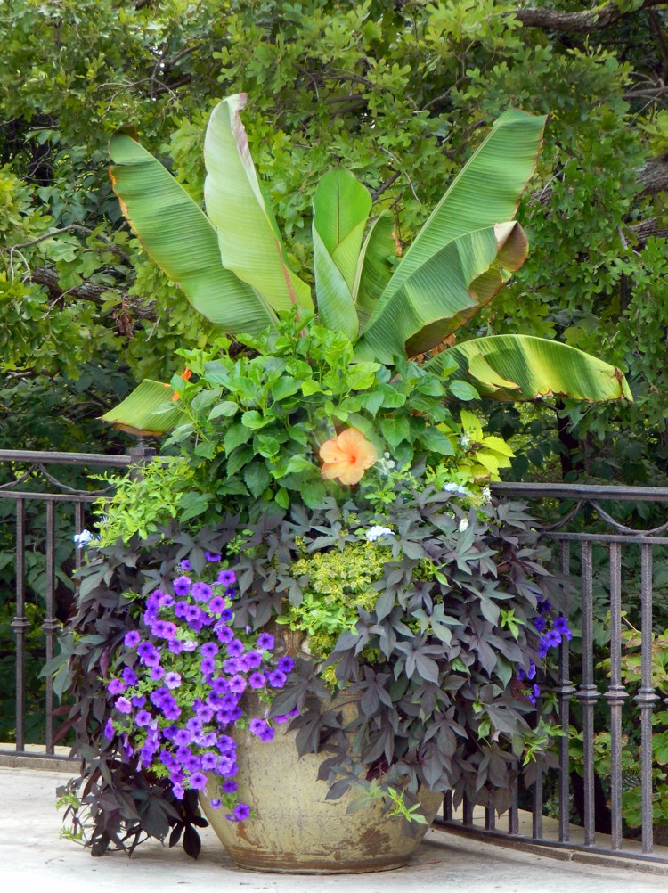 plante exotique -bananier-bac-fleurs-pétunias-plantes-retombantes
