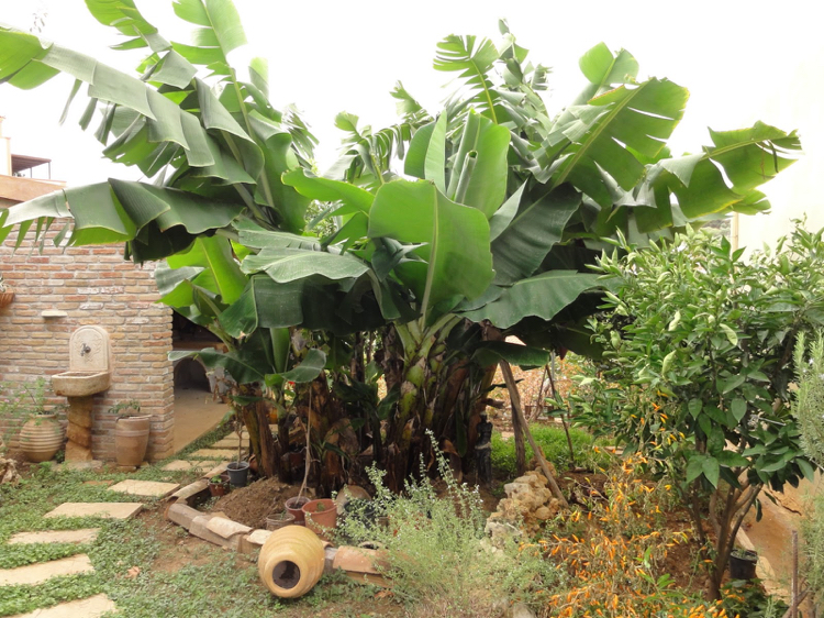 plante exotique -bananier-cultiver-jardin