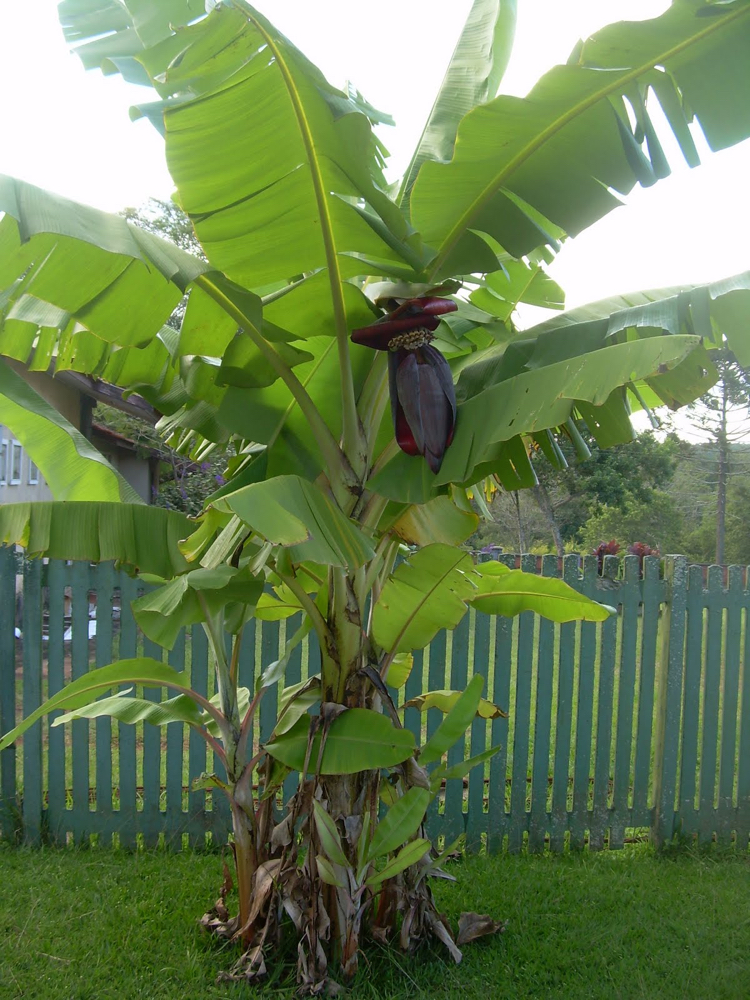 plante exotique -bananier-entretien-conseils